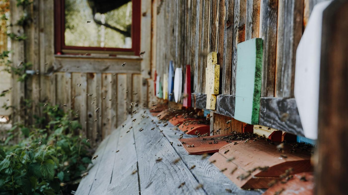 Fruehling-Bienenhaus-Freinberg-Header-Banner_Mobil_1920x1080px